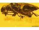 Rare Wasp Dryinidae. Fossil insect in Baltic amber #15443