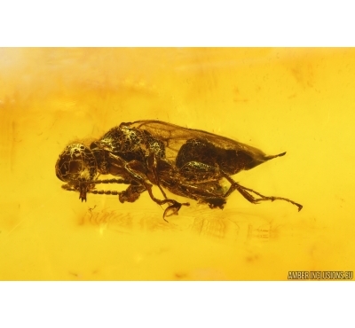 Rare Wasp Dryinidae. Fossil insect in Baltic amber #15443