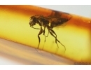 Rare Wasp Dryinidae. Fossil insect in Baltic amber #15443
