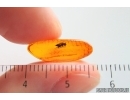 Rare Wasp Dryinidae. Fossil insect in Baltic amber #15443
