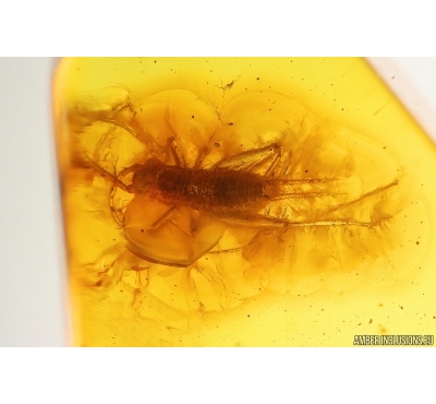 Cricket Orthoptera. Fossil inclusion in Baltic amber #15444