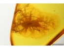 Cricket Orthoptera. Fossil inclusion in Baltic amber #15444