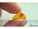Cricket Orthoptera. Fossil inclusion in Baltic amber #15444