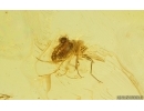 True midge Chironomidae with Mite Acari. Fossil inclusions Baltic amber #15447