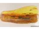 Fungus gnat Mycetophilidae and Stalactite Fossil inclusions in Ukrainian Rovno amber #15467R