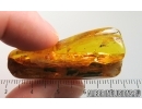 Fungus gnat Mycetophilidae and Stalactite Fossil inclusions in Ukrainian Rovno amber #15467R
