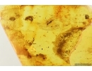 Fungus gnat Mycetophilidae in Spider Web and Beetles Coleoptera. Fossil inclusions Baltic amber #15468