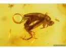 Fungus gnat Mycetophilidae in Spider Web and Beetles Coleoptera. Fossil inclusions Baltic amber #15468