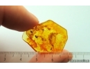 Fungus gnat Mycetophilidae in Spider Web and Beetles Coleoptera. Fossil inclusions Baltic amber #15468