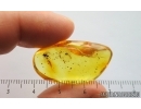 Dark-Winged fungus gnat Sciaridae. Fossil inclusion Ukrainian Rovno amber #15469