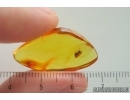 Long-legged fly Dolichopodidae. Fossil Inclusion Baltic amber #15470
