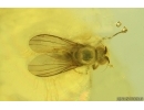Nice Long-legged fly Dolichopodidae. Fossil Inclusion Baltic amber #15471