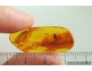 Nice Long-legged fly Dolichopodidae. Fossil Inclusion Baltic amber #15472
