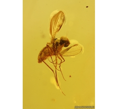 Nice Long-legged fly Dolichopodidae. Fossil Inclusion Baltic amber #15473