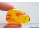 Nice Long-legged fly Dolichopodidae. Fossil Inclusion Baltic amber #15473