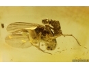 Long-legged fly Dolichopodidae. Fossil Inclusion Baltic amber #15474