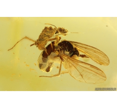 Long-legged fly Dolichopodidae. Fossil Inclusion Baltic amber #15474