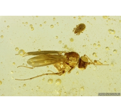 Long-legged fly Dolichopodidae and Mite Acari. Fossil Inclusions Baltic amber #15475