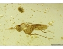 Long-legged fly Dolichopodidae and Mite Acari. Fossil Inclusions Baltic amber #15475