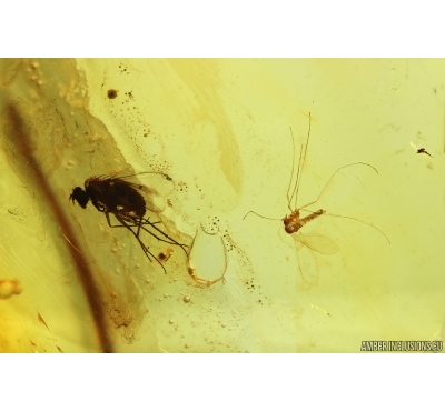 Long-legged fly Dolichopodidae and Moth fly Psychodidae. Fossil inclusions Baltic amber #15476