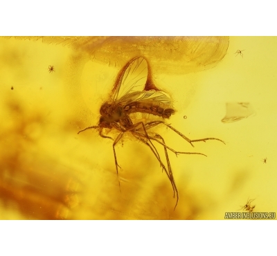 Fungus gnat Mycetophilidae. Fossil insect in Baltic amber #15477