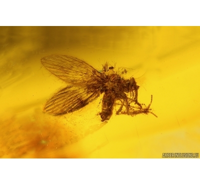 Nice Moth fly Psychodidae. Fossil inclusion Baltic amber #15478