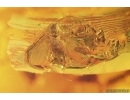 Moth fly Psychodidae and More. Fossil inclusions Baltic amber #15481