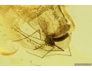 Moth fly Psychodidae. Fossil inclusion Ukrainian Rovno amber #15482R