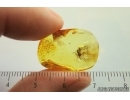 Moth fly Psychodidae. Fossil inclusion Ukrainian Rovno amber #15482R