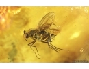 Crane fly Limoniidae and Long-legged fly Dolichopodidae. Fossil inclusions Ukrainian Rovno amber #15484R