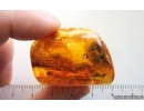 Crane fly Limoniidae and Long-legged fly Dolichopodidae. Fossil inclusions Ukrainian Rovno amber #15484R