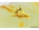 Crane fly Limoniidae. Fossil inclusion Ukrainian Rovno amber #15485R