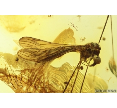 Crane fly Limoniidae. Fossil inclusion Ukrainian Rovno amber #15485R