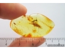 Crane fly Limoniidae. Fossil inclusion Ukrainian Rovno amber #15485R