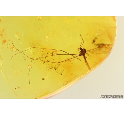 Crane fly Limoniidae and Ant Hymenoptera. Fossil inclusions Ukrainian Rovno amber #15486R