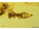 Crane fly Limoniidae and Ant Hymenoptera. Fossil inclusions Ukrainian Rovno amber #15486R