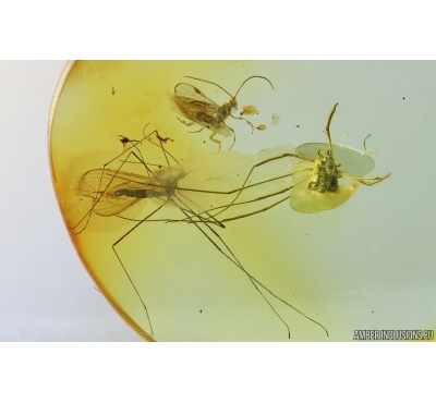 Crane fly Limoniidae, Wasp and Harvestman. Fossil inclusions Ukrainian Rovno amber #15487R