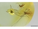 Crane fly Limoniidae, Wasp and Harvestman. Fossil inclusions Ukrainian Rovno amber #15487R