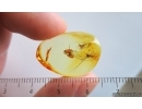 Crane fly Limoniidae, Wasp and Harvestman. Fossil inclusions Ukrainian Rovno amber #15487R