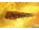 Crane flies Limoniidae, Dark-Winged fungus gnat Sciaridae, Beetles, Mite and Caterpillar Case. Fossil inclusions Ukrainian Rovno amber #15488R