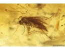 Crane flies Limoniidae, Dark-Winged fungus gnat Sciaridae, Beetles, Mite and Caterpillar Case. Fossil inclusions Ukrainian Rovno amber #15488R