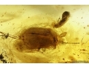 Crane flies Limoniidae, Dark-Winged fungus gnat Sciaridae, Beetles, Mite and Caterpillar Case. Fossil inclusions Ukrainian Rovno amber #15488R