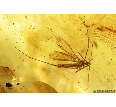 Crane flies Limoniidae, Dark-Winged fungus gnat Sciaridae, Beetles, Mite and Caterpillar Case. Fossil inclusions Ukrainian Rovno amber #15488R