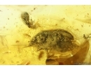 Crane flies Limoniidae, Dark-Winged fungus gnat Sciaridae, Beetles, Mite and Caterpillar Case. Fossil inclusions Ukrainian Rovno amber #15488R