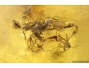 Crane flies Limoniidae, Dark-Winged fungus gnat Sciaridae, Beetles, Mite and Caterpillar Case. Fossil inclusions Ukrainian Rovno amber #15488R