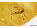 Crane flies Limoniidae, Dark-Winged fungus gnat Sciaridae, Beetles, Mite and Caterpillar Case. Fossil inclusions Ukrainian Rovno amber #15488R