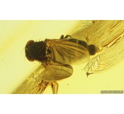 Acalyptratae Muscoid fly. Fossil insect Ukrainian Rovno amber #15489R