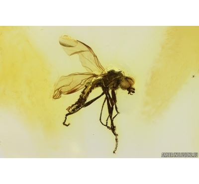 Rare Robber fly Asilidae Metamorphosis. Fossil insect in Ukrainian, Rovno amber #15490R