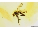 Rare Robber fly Asilidae Metamorphosis. Fossil insect in Ukrainian, Rovno amber #15490R