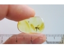 Rare Robber fly Asilidae Metamorphosis. Fossil insect in Ukrainian, Rovno amber #15490R